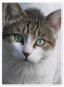 Katt i Rom -Svensk guide i Rom